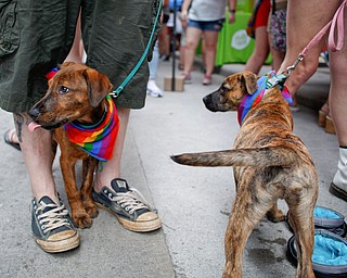 Drogo, left, and Torgo, the mixed breed foster dogs from All About the Pawz, a dog shelter in Austintown, greet people at the 11th annual Pride parade and festival in downtown Youngstown on Saturday afternoon. EMILY MATTHEWS | THE VINDICATOR