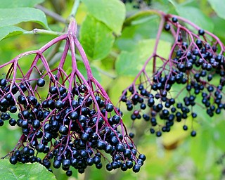 Elderberries can be grown in cold-winter regions, down to U.S. Department of Agriculture hardiness zones 3 or 4, tolerating winter temperatures as cold as a minus 35 degrees.