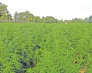 Marijuana plants grow at the Ole Miss medicinal gardens in University, Miss., in 2014. The U.S. government is  growing the largest crop of research marijuana in five years.