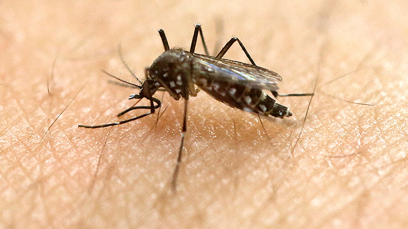 Youngstown City Health District was notified Monday by the Ohio Department of Health that mosquitoes tested from a trap location at Bailey-Johnson Park on the East Side, sampled the week of June 18, had West Nile Virus.