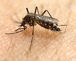 Youngstown City Health District was notified Monday by the Ohio Department of Health that mosquitoes tested from a trap location at Bailey-Johnson Park on the East Side, sampled the week of June 18, had West Nile Virus.