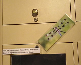 Neighbors | Jessica Harker .Along with photos of dragonflies, tidbits of information about the insects were found around the Ford Nature Center during the Ford Dragonfly Hunt on July 3.