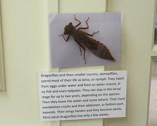 Neighbors | Jessica Harker .Photos of dragonflies were hidden around the Ford Nature Center the first week of July for children to find to win small prizes.