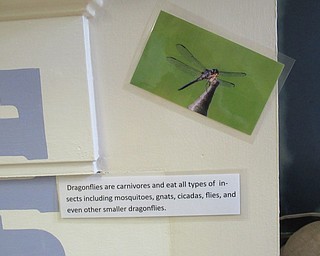 Neighbors | Jessica Harker .Twenty photos of dragonflies and information about the insects were hidden around the Ford Nature Center for the Dragonfly Scavenger Hunt on July 3.