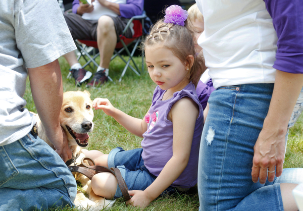 Harper Foley, 4, of Cortland, pets Gracy, a service dog, at the 41st annual Cars in the Park car show in Boardman Park on Sunday afternoon. Proceeds from the car show will go to Harper, who has Dravet Syndrome, a catastrophic form of epilepsy. EMILY MATTHEWS | THE VINDICATOR