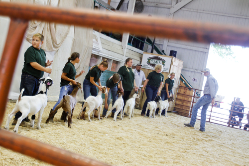  ROBERT K.YOSAY  | THE VINDICATOR..The 173rd version of the Canfield Fair opened Wednesday to mid 70 degrees, sun, and fries and sausage sandwiches...Goat show in the Colisieum  with the 4-H Jr Fair Markt Lambs and Swine being shown and sold on Thursday