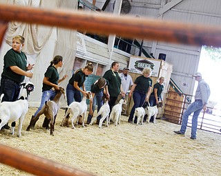  ROBERT K.YOSAY  | THE VINDICATOR..The 173rd version of the Canfield Fair opened Wednesday to mid 70 degrees, sun, and fries and sausage sandwiches...Goat show in the Colisieum  with the 4-H Jr Fair Markt Lambs and Swine being shown and sold on Thursday