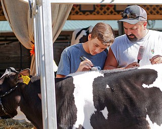 Crist Martig, right, and his son Christian Martig, 14, both of Salem, groom their cow Zyke in preparation for the Jr. Fair Dairy Showmanship at the Canfield Fair on Thursday. EMILY MATTHEWS | THE VINDICATOR