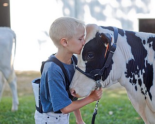 Zachary Norris, 9, of Minerva, kisses his cow Dakota before the Jr. Fair Dairy Showmanship at the Canfield Fair on Thursday. EMILY MATTHEWS | THE VINDICATOR