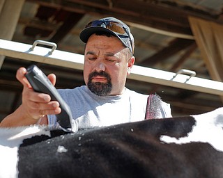 Crist Martig, of Salem, grooms his cow Zyke in preparation for the Jr. Fair Dairy Showmanship at the Canfield Fair on Thursday. EMILY MATTHEWS | THE VINDICATOR