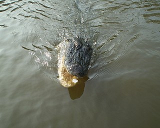 Brutus the alligator