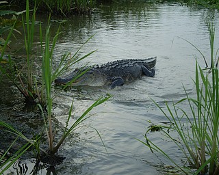 Brutus attacking a marshmallow