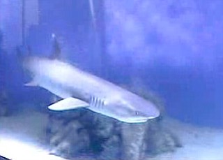 Sharks delivered to Eastwood Mall