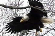 Bald Eagle Nest