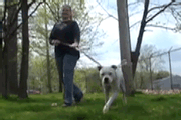 Dog Walkers