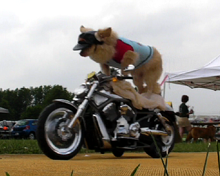 Dog on a Hog