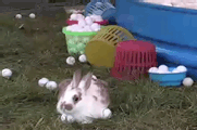 Trumbull County Fair - 2008