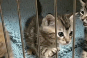 Humane Society