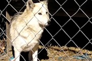 Wolf Man of Newton Township