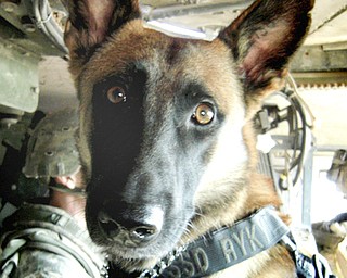 K-9 Dog Training