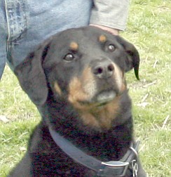 Aim High K9 Kennel