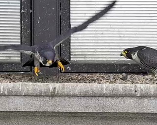 Peregrine Falcon Nest