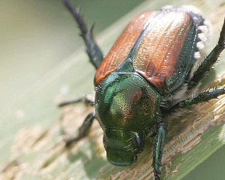 Japanese Beetles