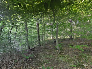Poland Village Forest