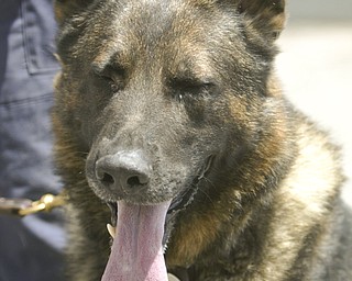 Achill  - New Castle K-9