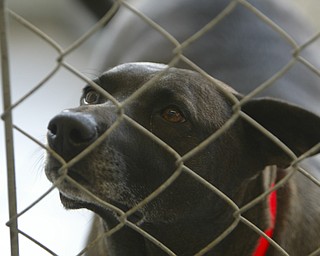 Angels for Animals