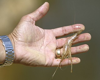 Shrimp Come to the Mahoning Valley 