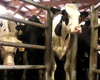 Martig Dairy Farm
