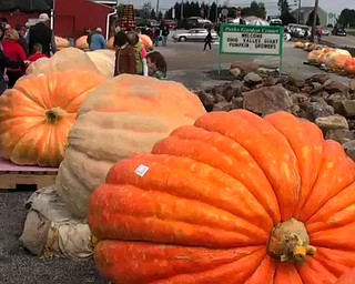 Giant Pumpkin