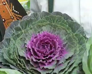 Kraut Festival