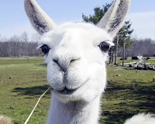 Lots of Llamas