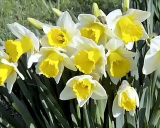 Daffodil Meadow