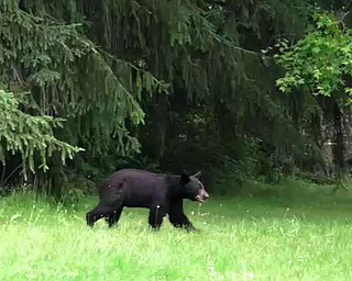 Bear Sighting