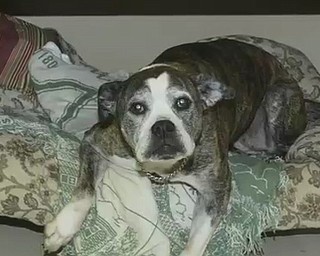 Liberty Fire Dog