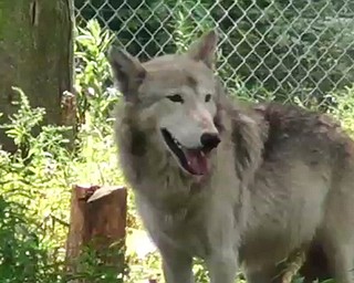 Wolf Habitat
