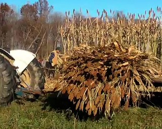Sorghum Harvest