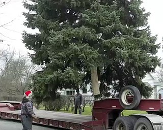 Youngstown City Christmas Tree