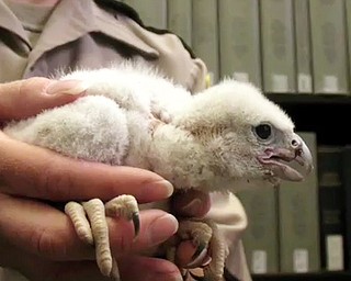Peregrine Falcon Chicks Banded