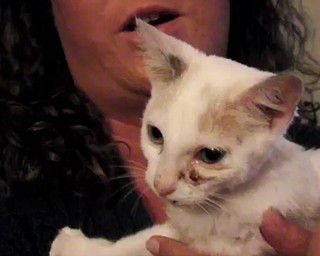 Kitten Shot 17 Times