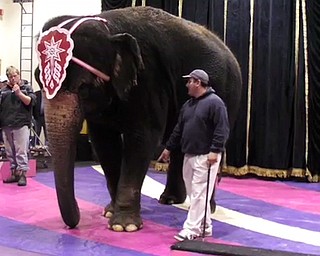 Elephant Trainer