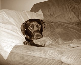 Beo Finds Temporary Home