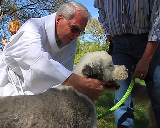 Blessing Of Pets