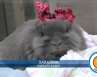 Therapy Rabbit