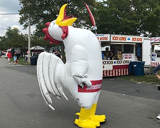 Vindy at the Fair: Kalea Hall as the rooster mascot