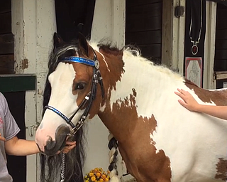 Junior Fair Day at the Canfield Fair