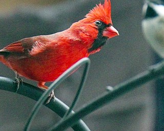  Birds In Mill Creek Park